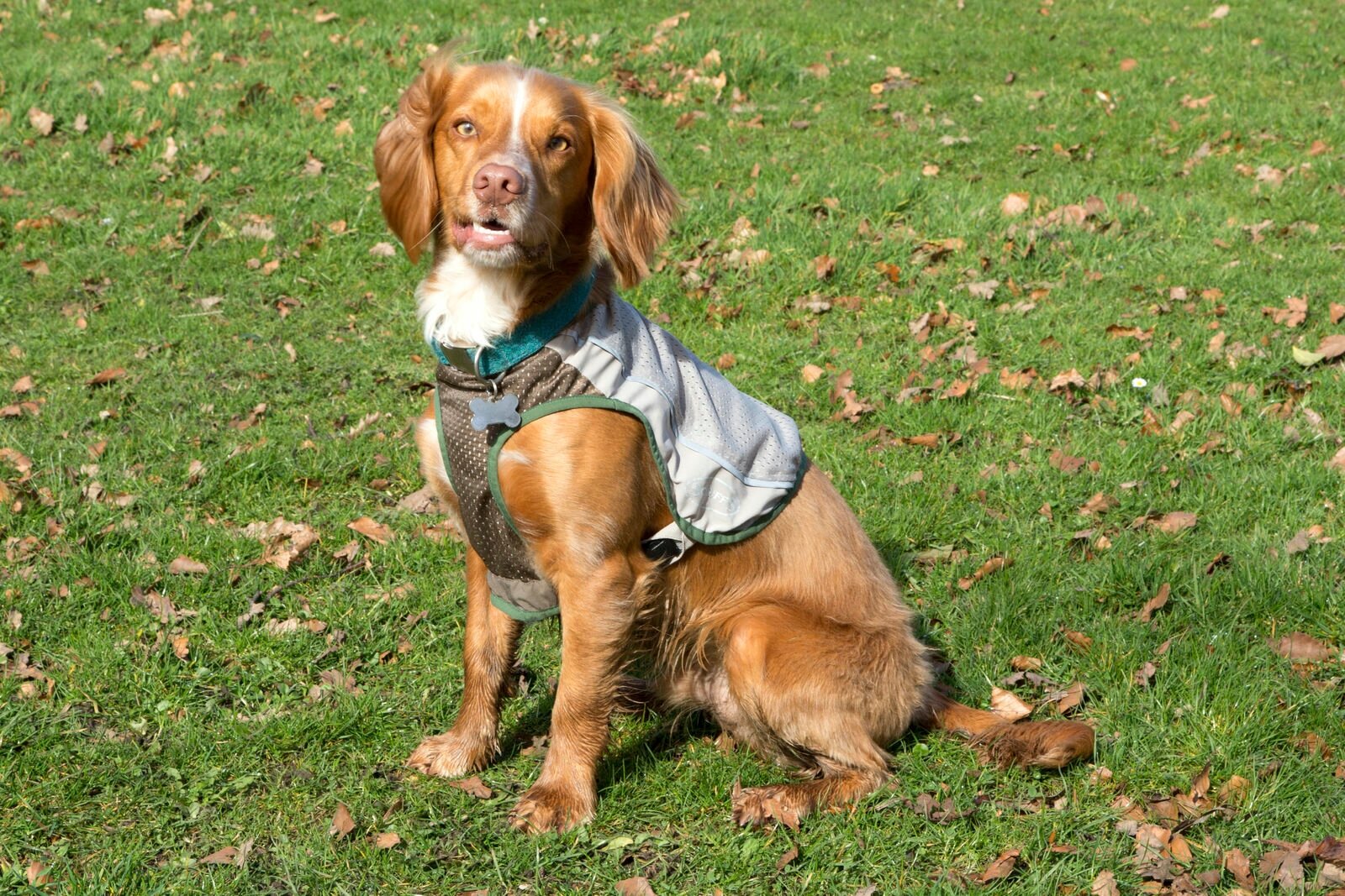 Жилетка защитная д/собак с пропиткой от насекомых SCRUFFS "Insect Shield Dog Vest", XXS (Великобритания) - фотография № 4