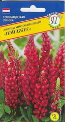 Люпин многолистный Пейджес. Семена. Многолетник. Высокорослый сорт 100 см. Листья крупные, соцветия цилиндрические, кисти ярко-красного цвета длиной 40-50 см.