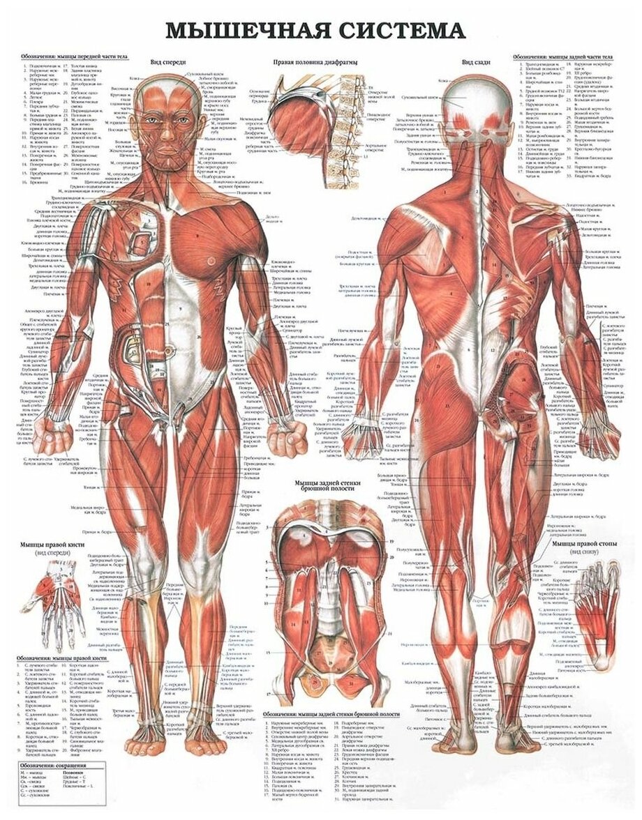 Мышечная система человека