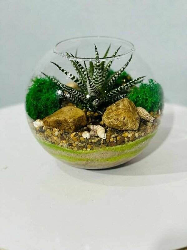 Флорариум / Комнатное растение в вазе / Цветок на рабочий стол