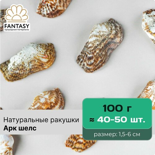 Натуральные морские ракушки FANTASY Арк шелс размер - 15-6 см отборные набор весом 100 г 40-50 шт 280₽