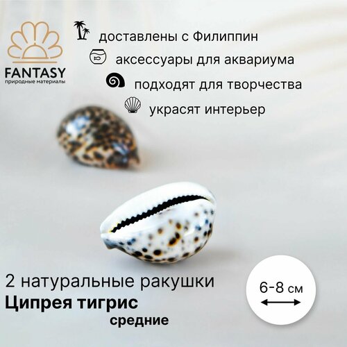 Натуральные морские ракушки FANTASY Ципрея тигрис средние 2 шт. 6-8 см