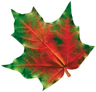 Осенний набор для декора "Листья", 18 см, 10 шт