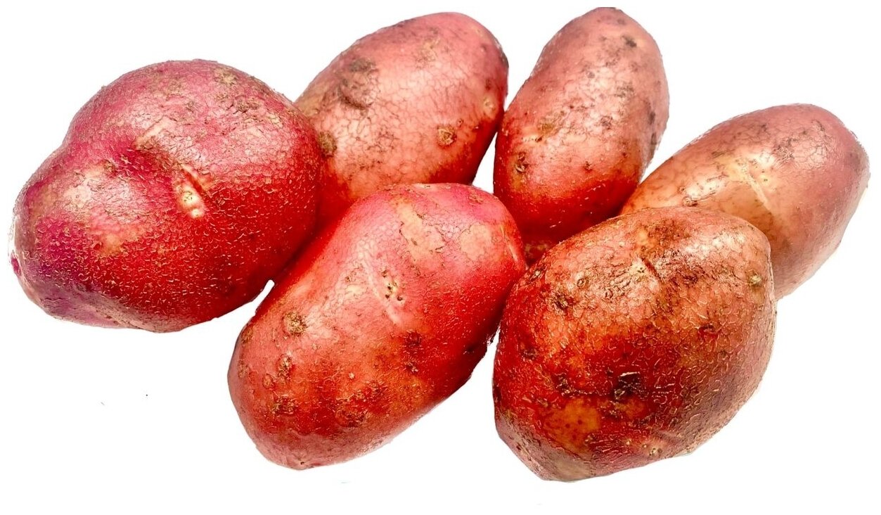 Продовольственный картофель Ред Скарлетт - фотография № 1