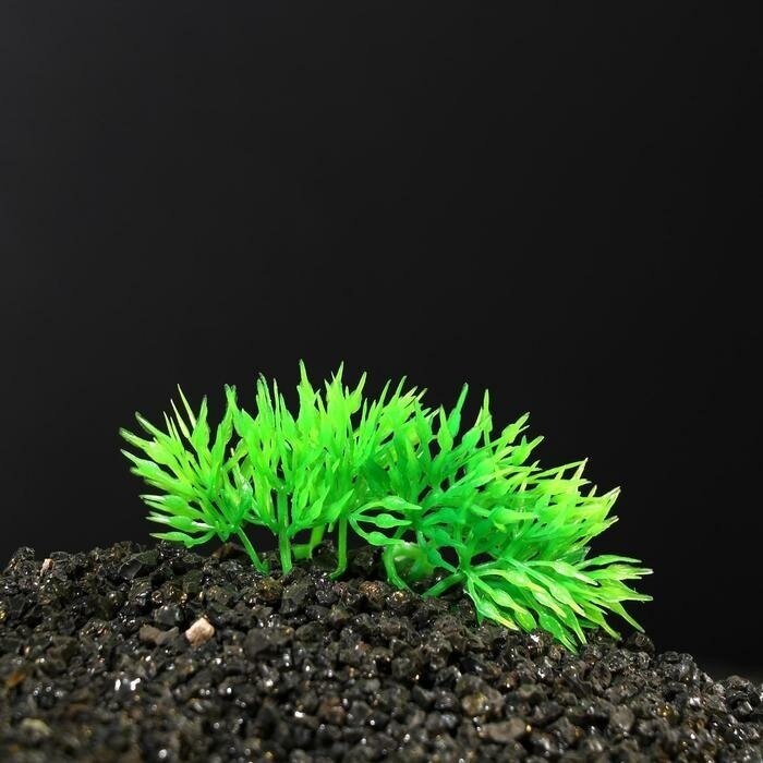 Растение искусственное аквариумное на камне, 5 х 4 х 7 см - фотография № 3