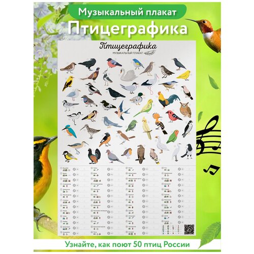 Постер на стену Птицеграфика / Обучающий плакат для детей и взрослых / Птицы России