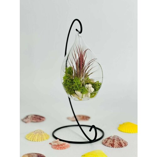 Тилландсия в подвесном флорариуме 4100₽