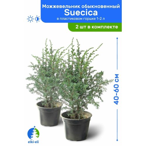 Можжевельник обыкновенный Suecica (Суецика) 40-60 см в пластиковом горшке 1-2 л, саженец, хвойное живое растение, комплект из 2 шт