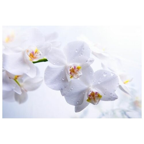Постер на холсте Белые орхидеи (White orchids) №1 60см. x 40см.