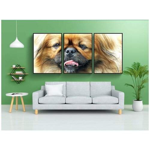 фото Набор модулных постеров для интерьера "собака, пекинес, портрет" 60x90 см. в тубусе, без рамки lotsprints