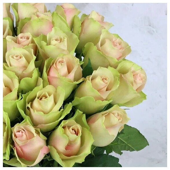 Букет живых цветов из 21 зелено-розовой розы с лентой 40см