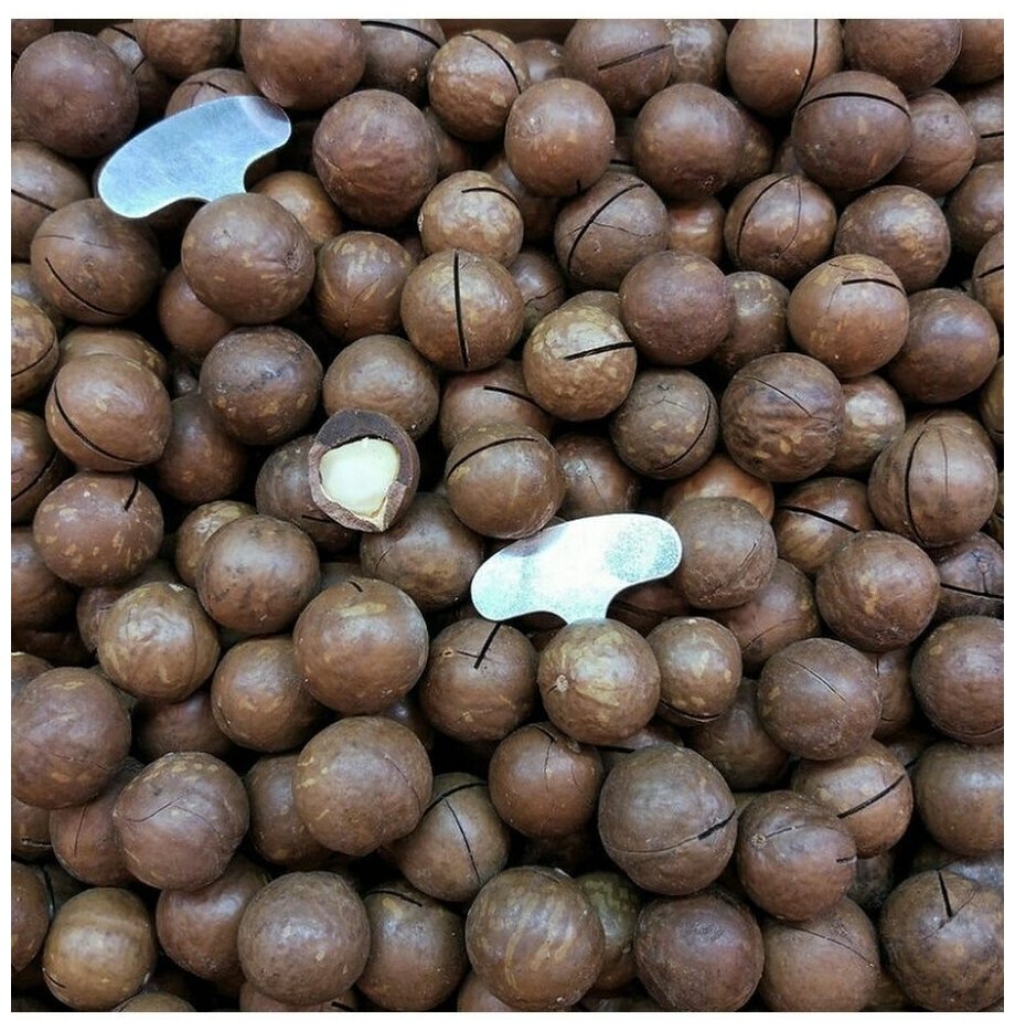 Макадамия орех в скорлупе 500 г, калибр 5А, с ключом - фотография № 4