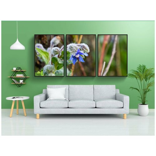 фото Набор модулных постеров для интерьера "огуречник, огуречная трава, жесткошерстный" 60x90 см. в тубусе, без рамки lotsprints