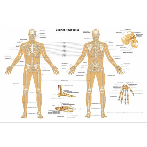 Плакат обучающий А2 ламинир. Скелет человека анатомический 457x610 мм