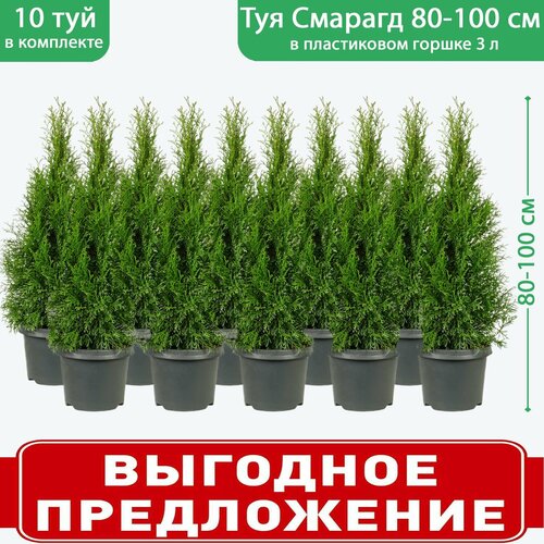 Туя западная Смарагд C3, высота 80-100 см, диаметр горшка 19 см, 10 саженцев зеленый