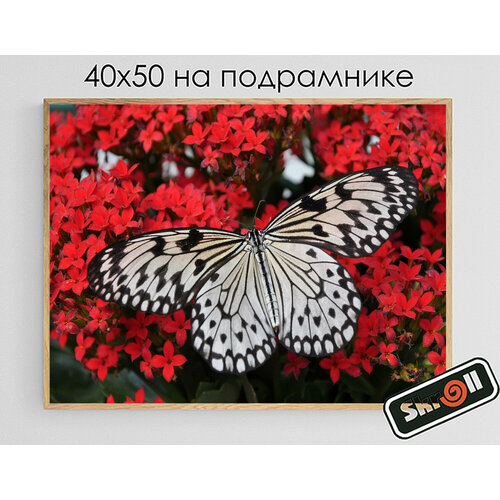 Алмазная мозаика на подрамнике Вышивка Живопись Картина стразами 40х50 см Бабочка Skroll 1160₽