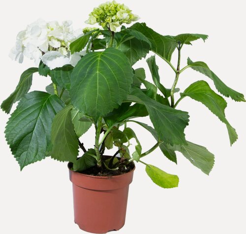 Изображение товара Растение Гортензия крупноцветковая 1 шт в ассортименте