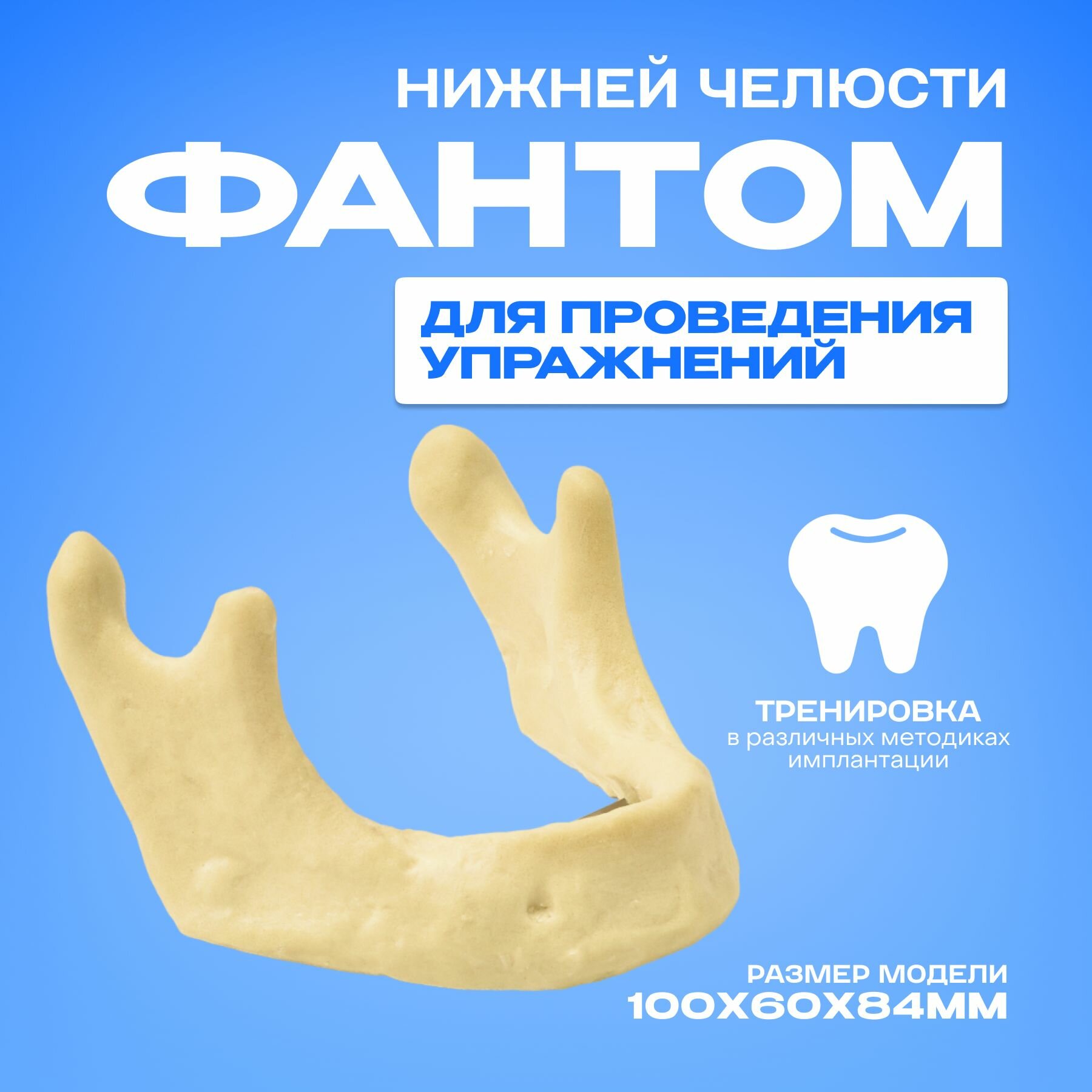Челюсть стоматологическая, модель нижней челюсти для имплантации, без зубов