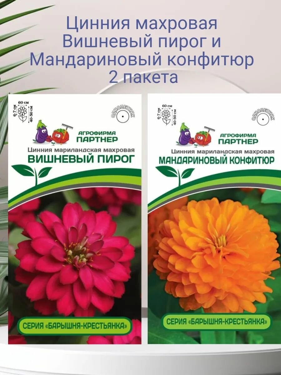 Цинния махровая Вишневый Пирог и Мандариновый Конфитюр 2 пакета семян