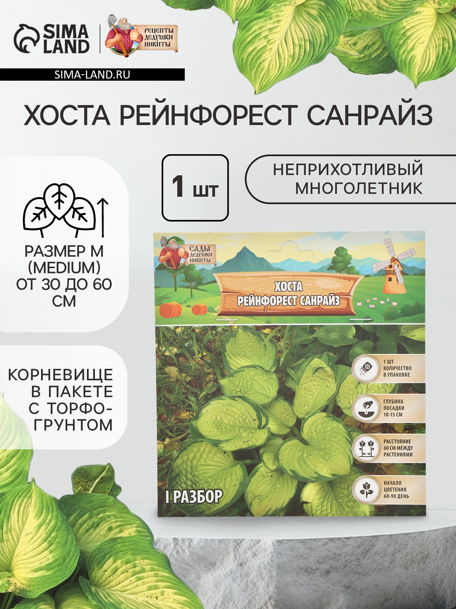 Хоста «Рейнфорест Санрайз» корневище в пакете с торфогрунтом р-р I 1 шт.