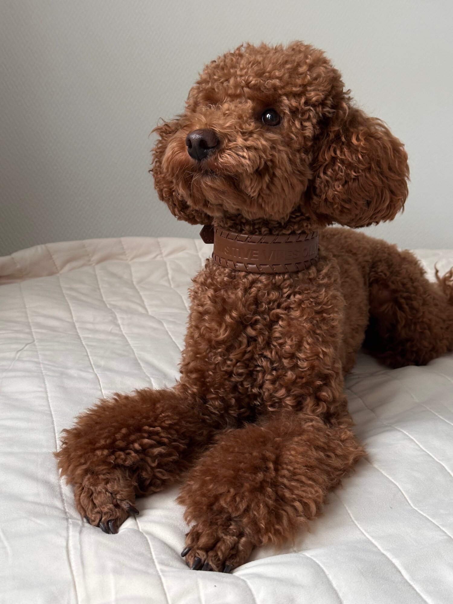 Ошейник POVOD Brown, натуральная кожа, для собак, прогулочный, цвет коричневый, размер S-M — фото 1