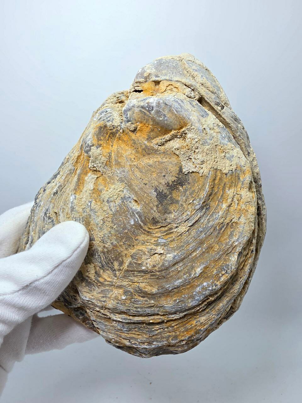 Окаменелая устрица Gryphaea, 150 мм, 1600 г. — фото 1