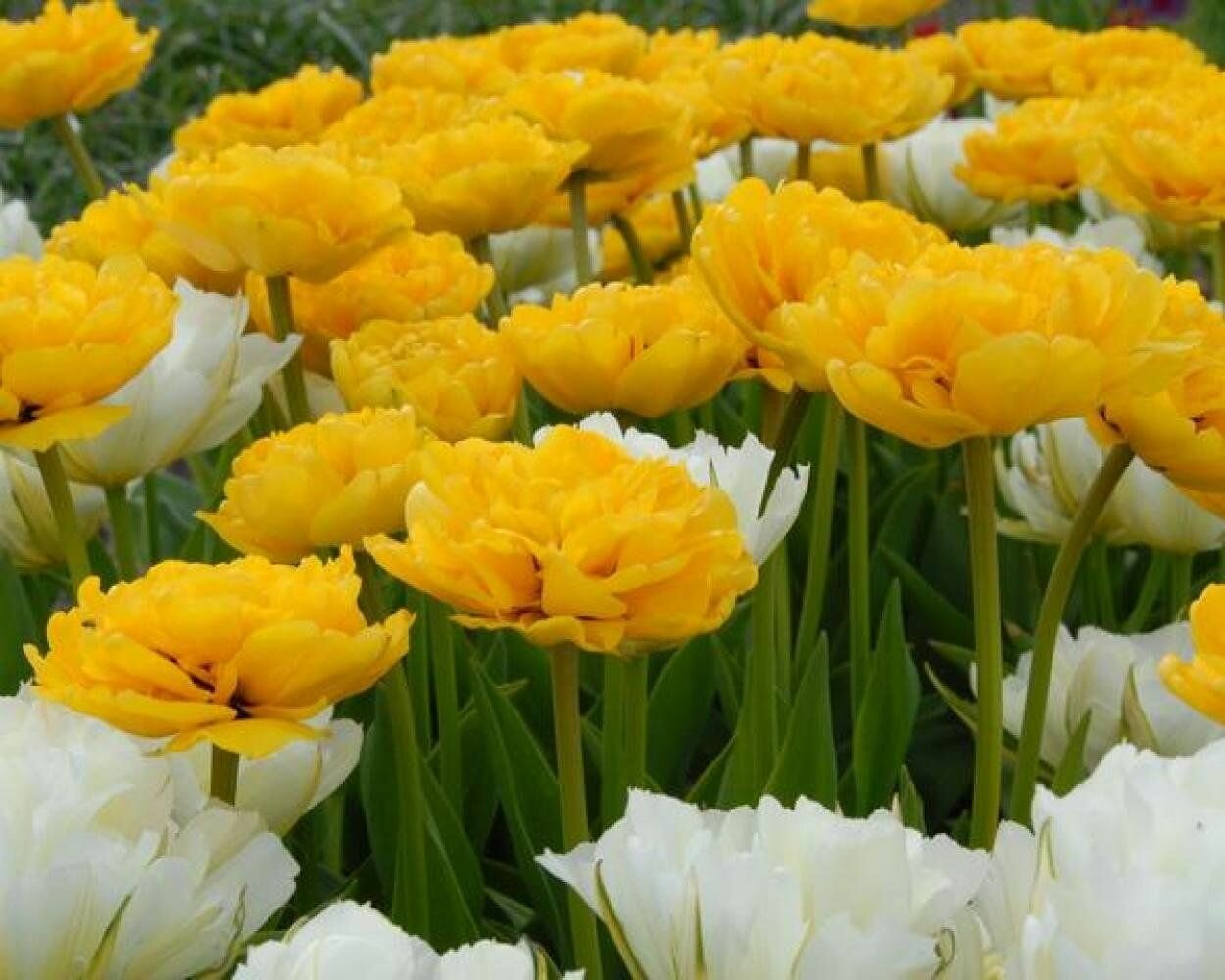Луковицы тюльпана Yellow pompenette (3шт.) - фотография № 5