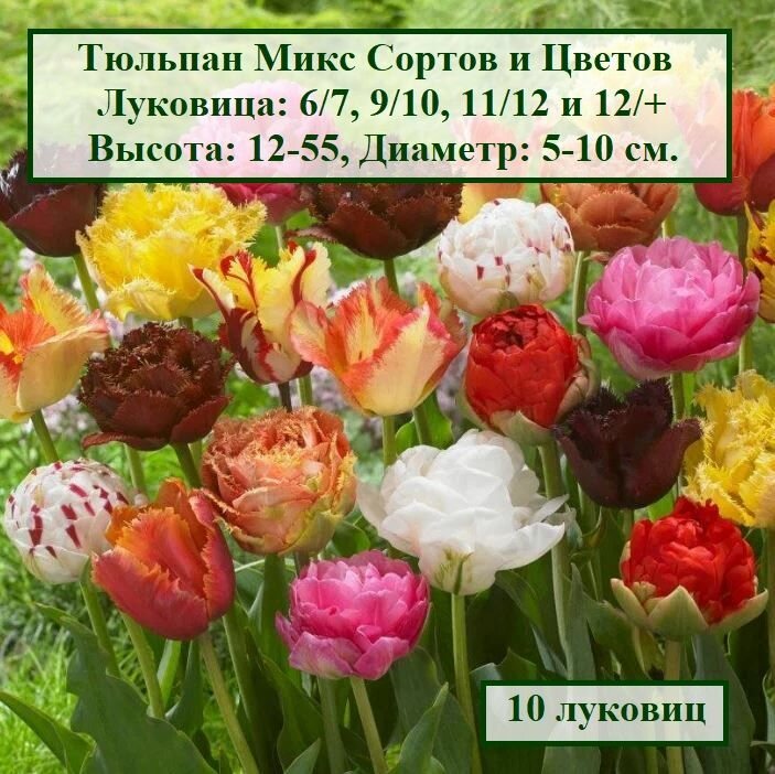 Тюльпан Микс Сортов и Цветов (10 луковиц) - фотография № 1