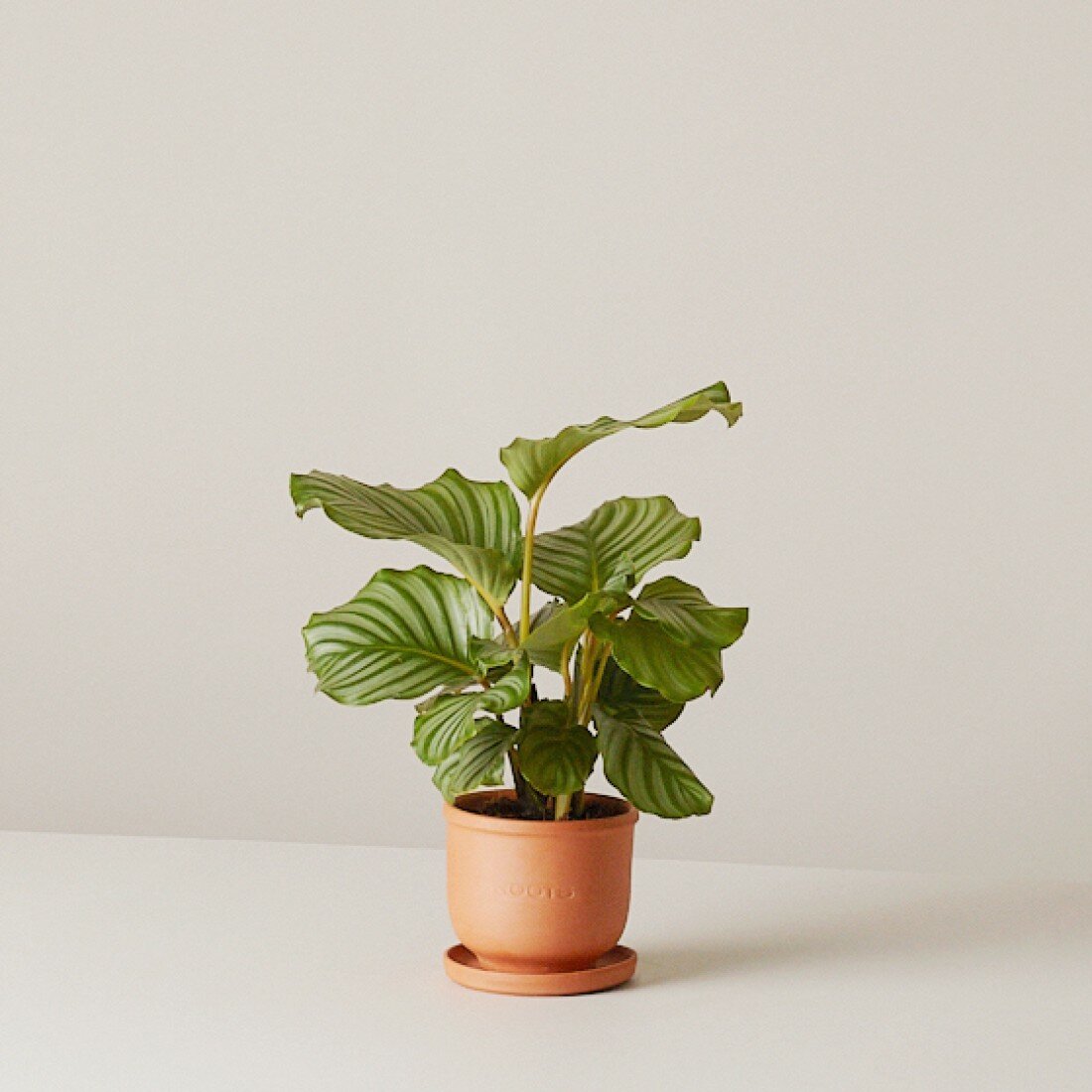 фото Комнатные растения в горшках Roots Flowers Калатея Орбифолия d12