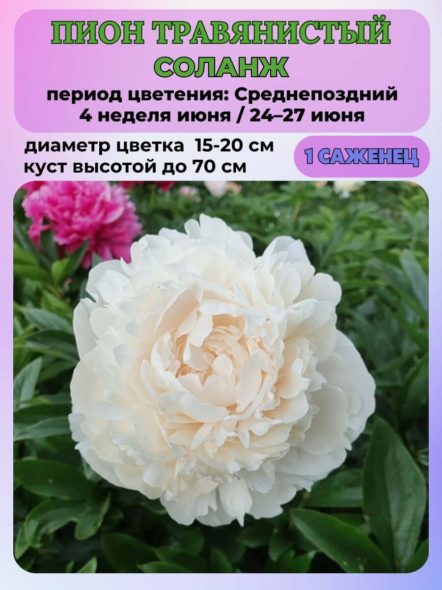 Пион травянистый Соланж корень 1 штука