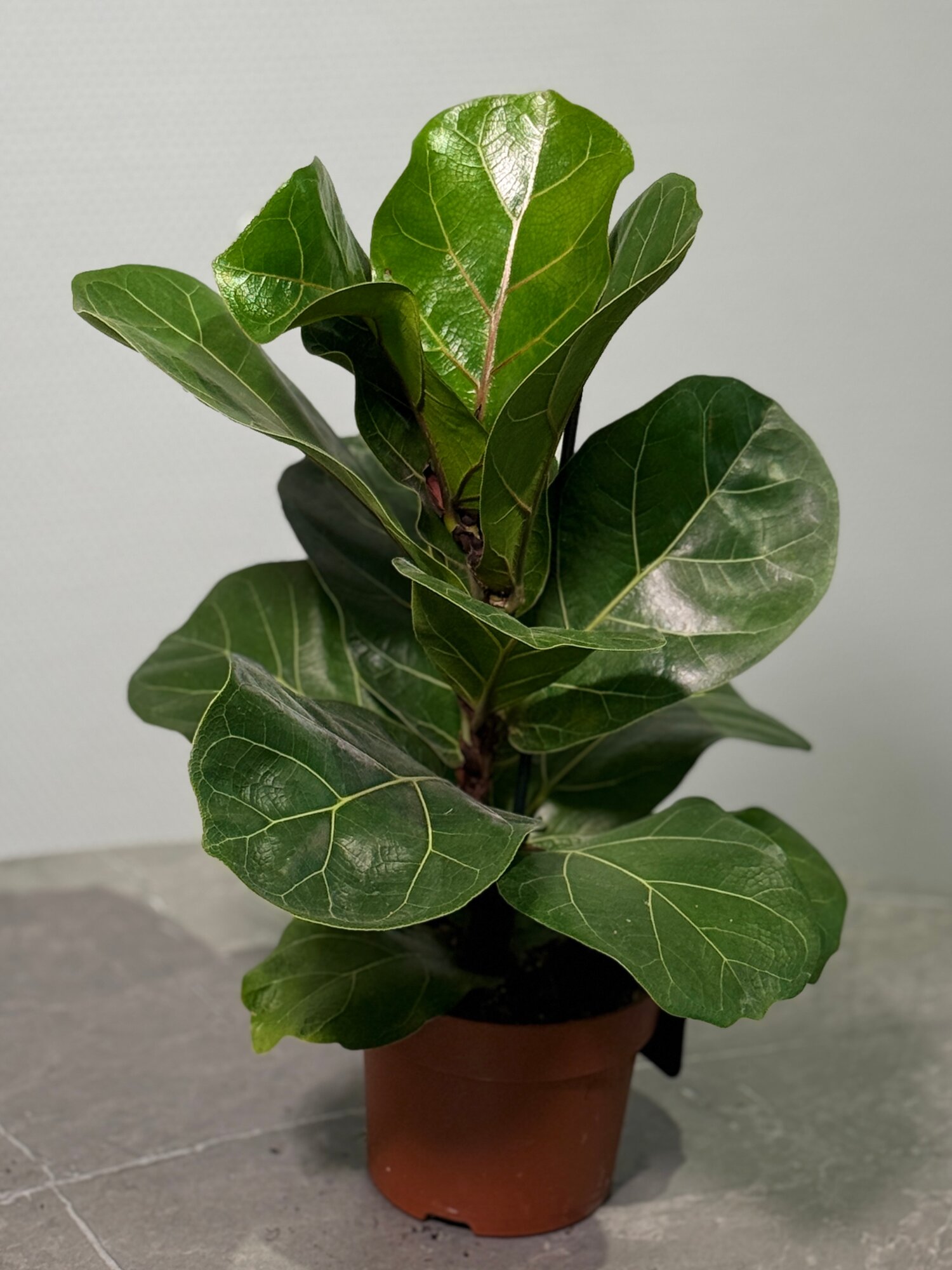 Фикус лирата  живое растение в горшке «БукетнаяGreen» Ficus lyrata комнатное растение домашнее дерево
