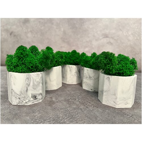 Набор кашпо со стабилизированным зеленым мхом