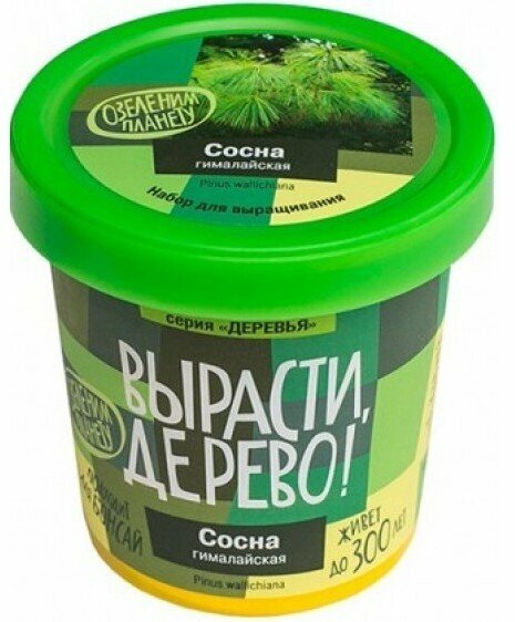 Набор для выращивания растений, Вырасти дерево! Сосна гималайская - фото №16