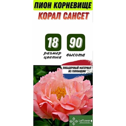 Пион Корневище, Корал Сансет, 1шт (LeFlower)