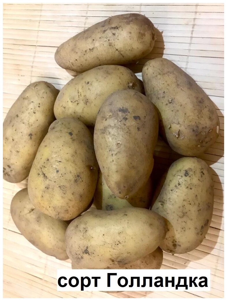 Картофель семенной Голландка, 2,5 кг, цена 499 руб. купить в Этоке