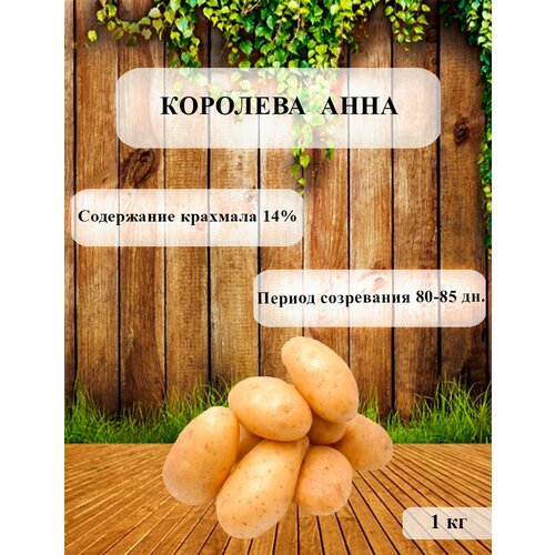Семенной картофель Королева Анна 1-ая репродукция, клубни на посадку 1 кг