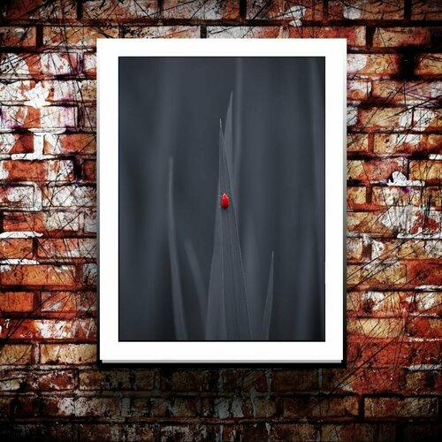 Постер "Красный жук на травинке" Cool Eshe из коллекции "Природа", плакат А4 (29,7 х 21 см) для интерьера
