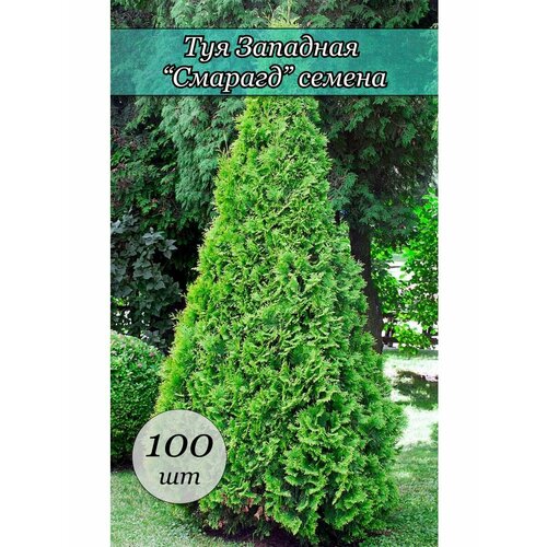 Семена Ёлки Иголки