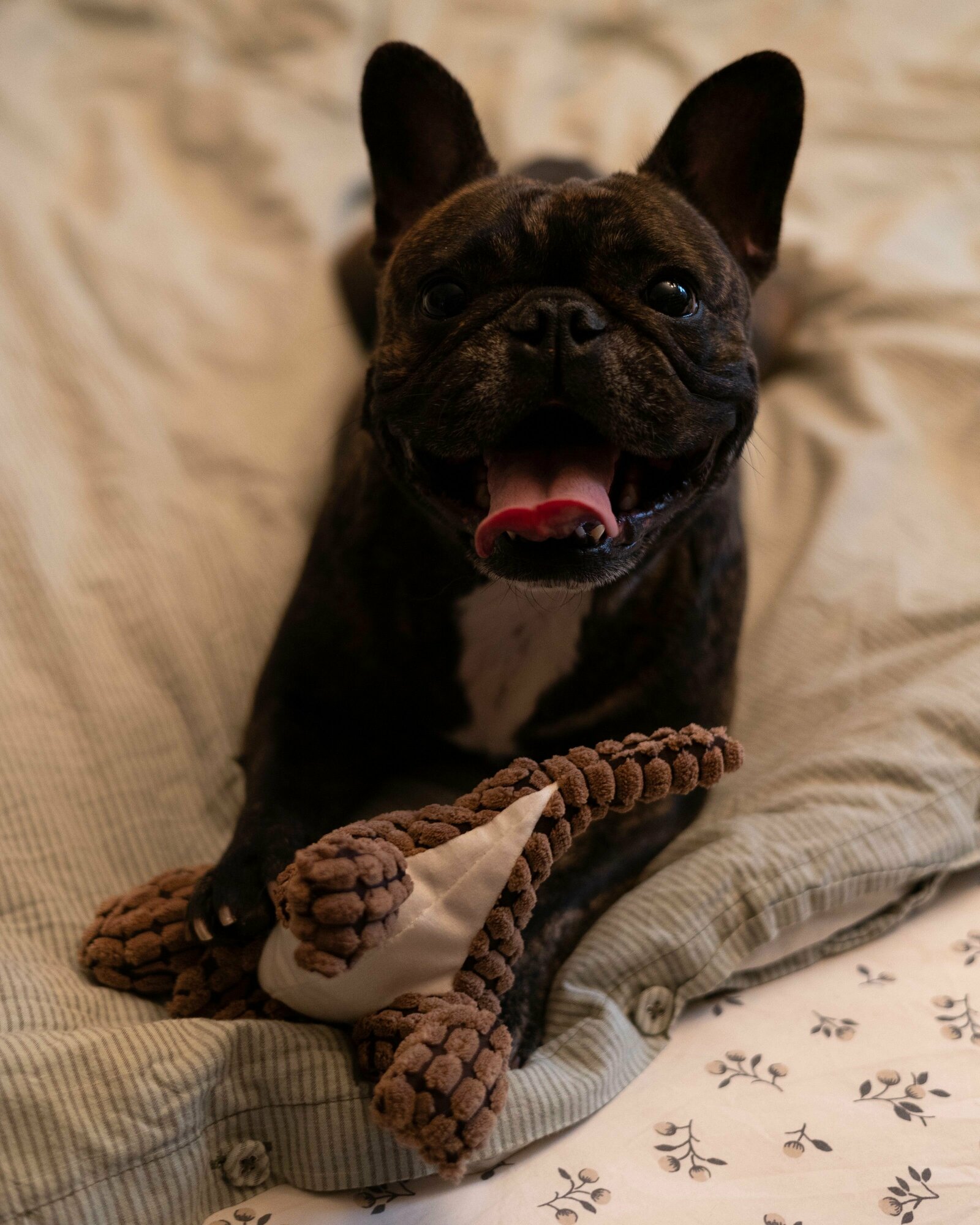 Игрушка для собак, Динозаврик, с пищалкой, для щенков и мелких собак, коричневый - фотография № 7
