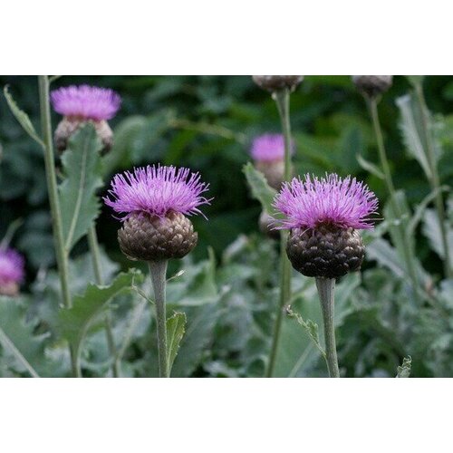 Василек горный Pulchra Major 750₽