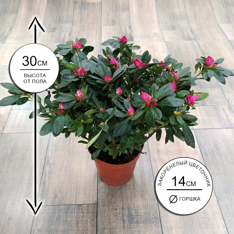 Азалия Инка 14*30 живое комнатное растение в горшке Закоренелый Цветочник