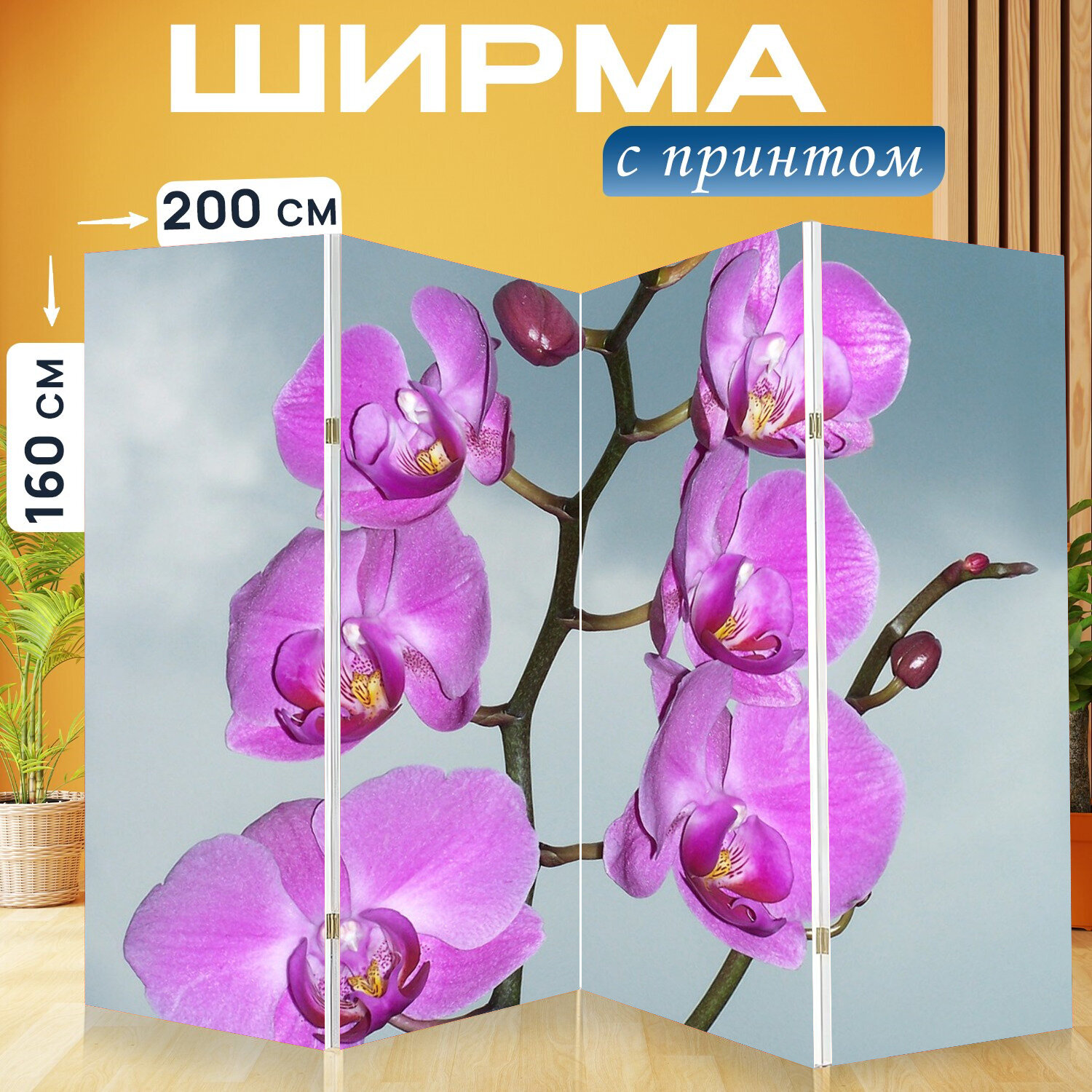 Ширма перегородка с принтом "Орхидея, орхидные, экзотические" на холсте - 200x160 см. для зонирования, раскладная