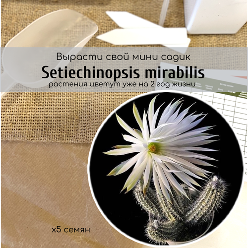 Семена кактуса Setiechinopsis MIRABILIS (Сетиэхинопсис) с крупными белыми цветами