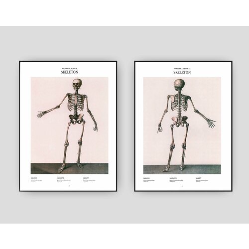 Винтажные плакаты - "Познавательная Анатомия - Скелет". Ретро постеры 1900 год "Скелеты", 2шт, размер А3, без рамы.
