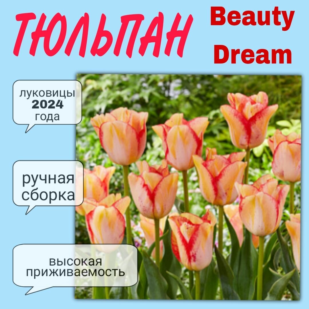 Луковицы тюльпана, сорт "Beauty Dream", 3 шт