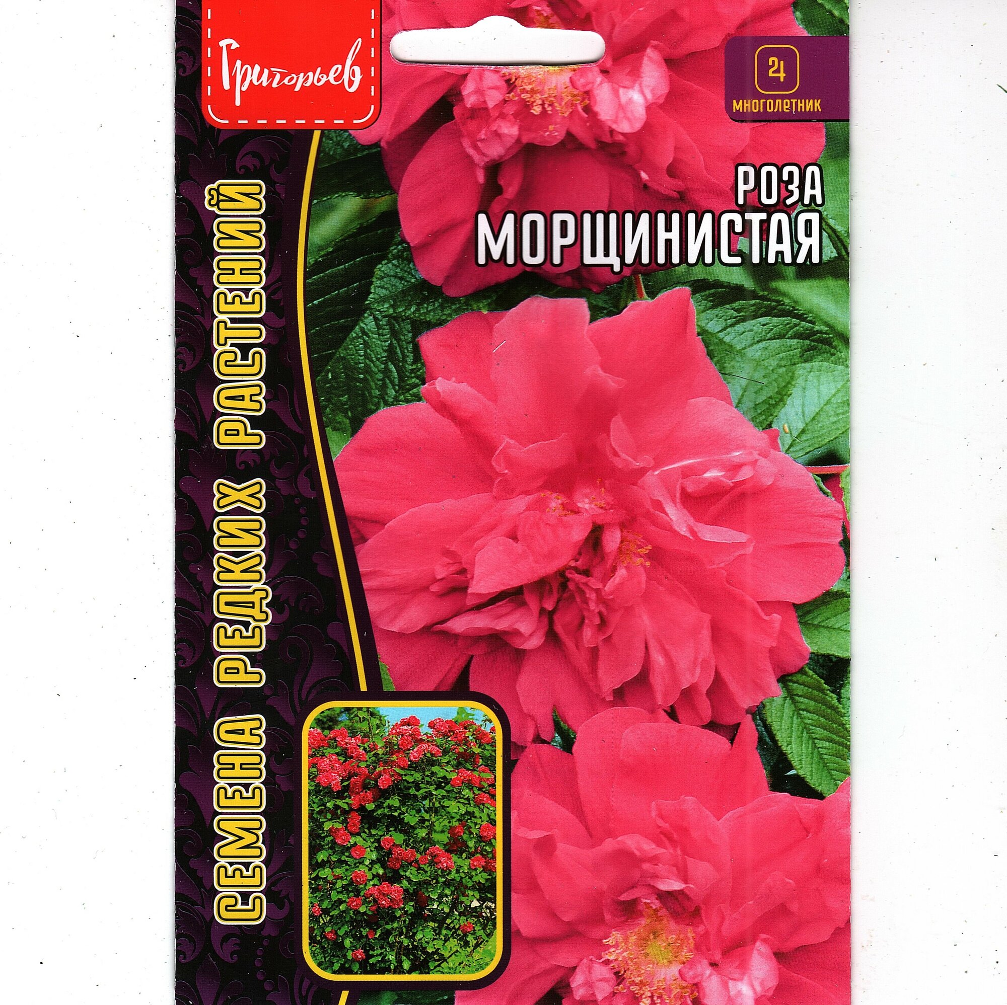 Роза Морщинистая, декоративный многолетний кустарник ( 1 уп: 10 семян )