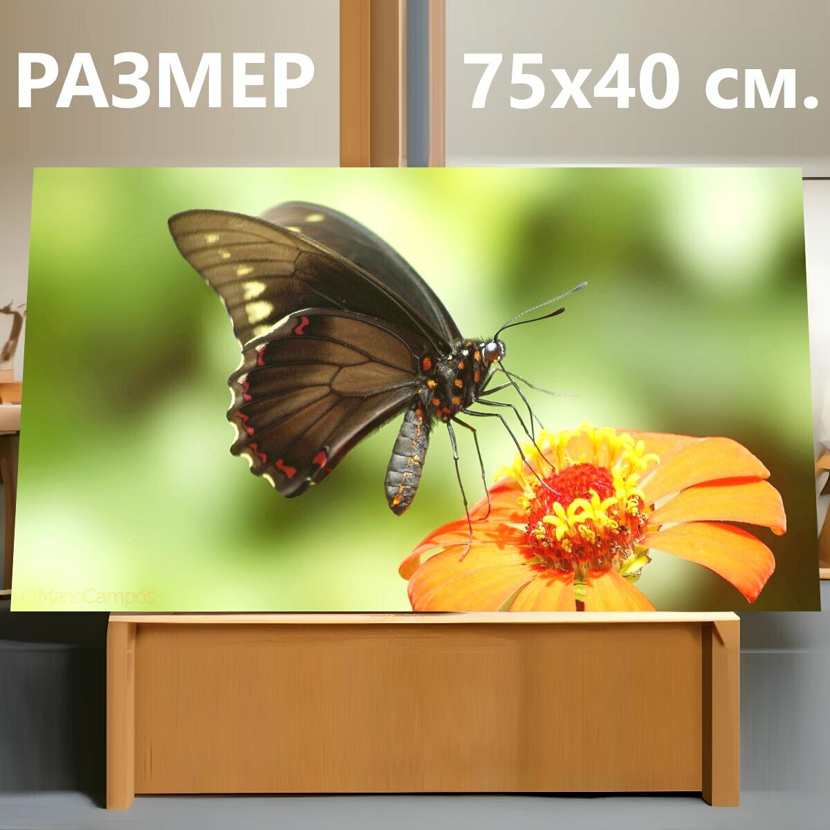 Картина на холсте "Садовые бабочки, бабочка, в" на подрамнике 75х40 см. для интерьера