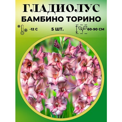Гладиолус Торино 5 штук 260₽