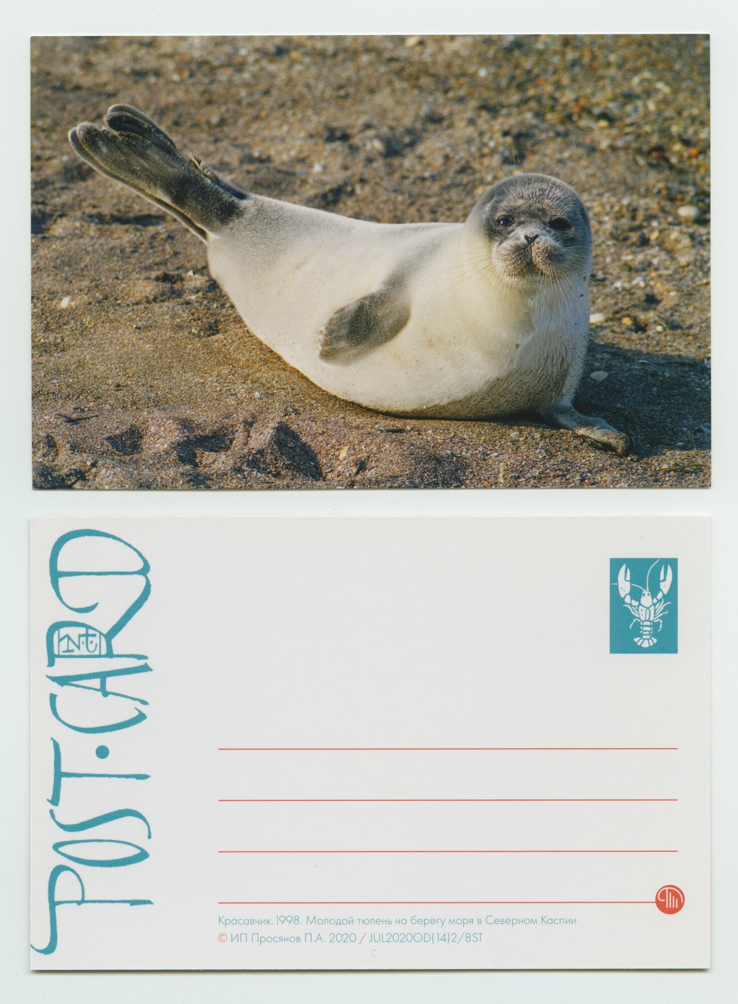 Авторская почтовая открытка для посткроссинга 10х15см. Красавчик. Молодой тюлень на берегу моря в Северном Каспии, ракушка, ластоногий, усатый, морские животные, млекопитающий, эндемик, каллиграфия, художественная фотография, дизайн