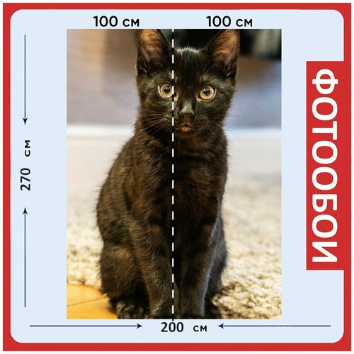 Фотообои Черный кот кошка котенок 200x270 см флизелиновыена стену 2950₽